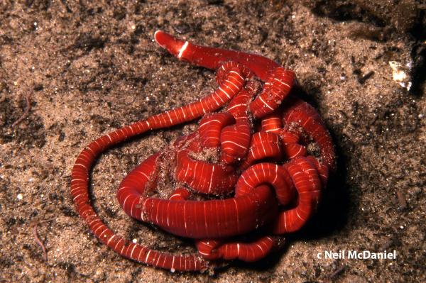 Photo of Tubulanus albocinctus by <a href="http://www.seastarsofthepacificnorthwest.info/">Neil McDaniel</a>